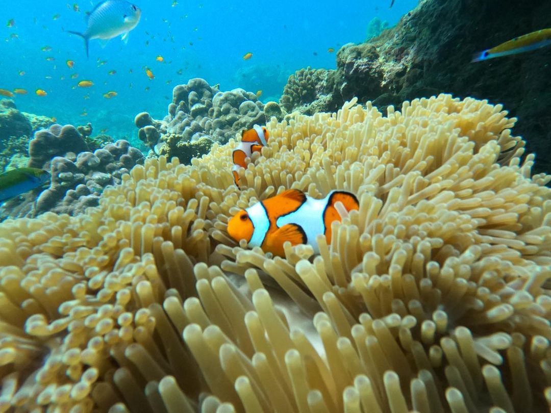 ภาพถ่ายที่แสดงให้เห็นถึงความสวยงาม และ ความอุดมสมบูรณ์ของธรรมชาติ แห่งโลกใต้น้ำของหมู่เกาะสุรินทร์แล้ว