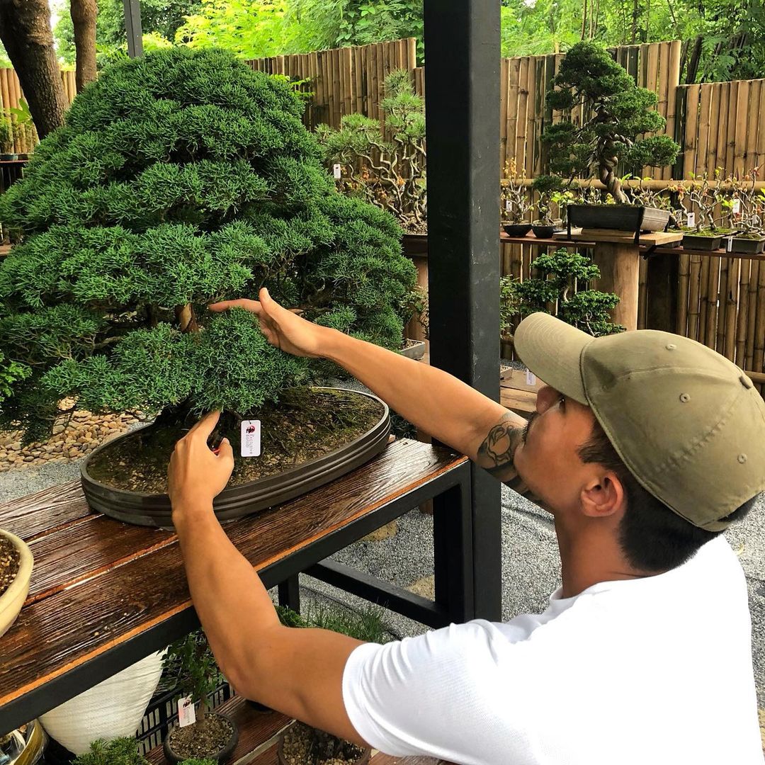 แบงค์ วงแคลช กับ ต้นไม้บอนไซ ต้นสน อิโตอิกาว่า ชิมปากุ Itoigawa Shimpaku