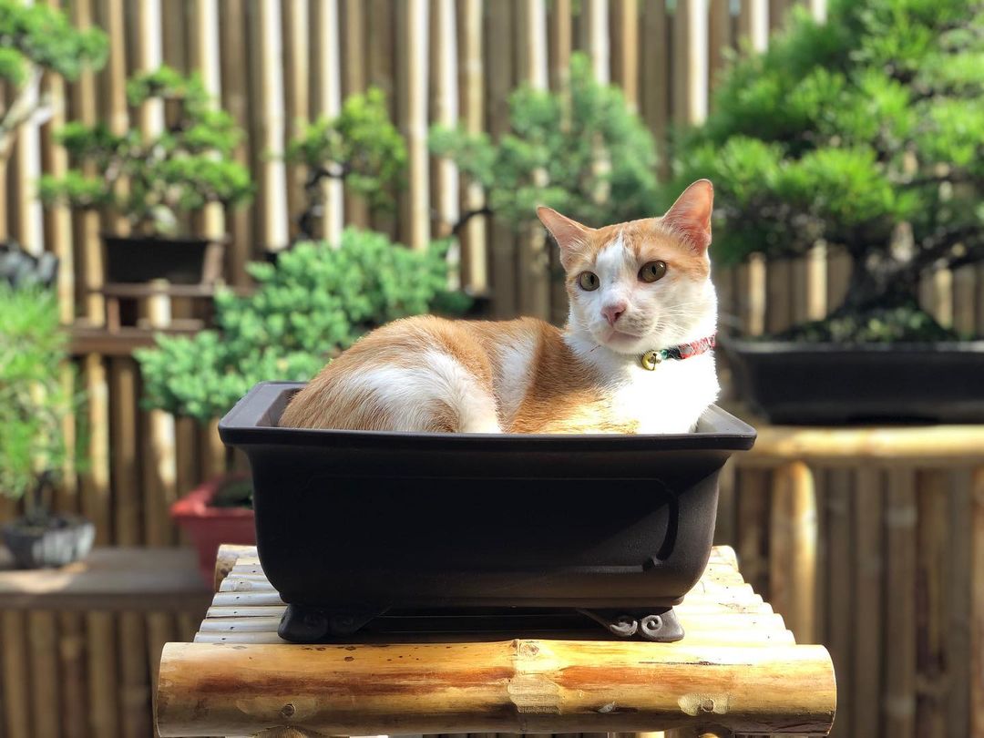 แมว สัตว์เลี้ยงของ แบงค์ วงแคลช