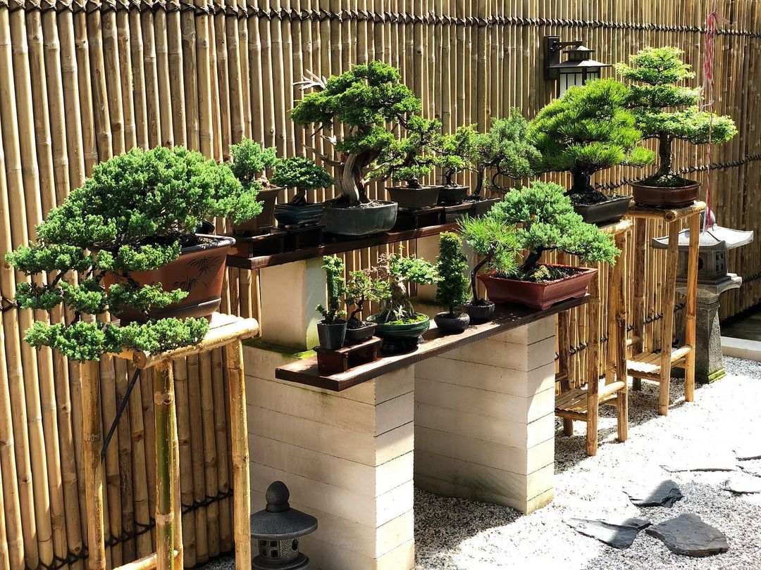 สวนต้นไม้บอนไซ ของ แบงค์ วงแคลช