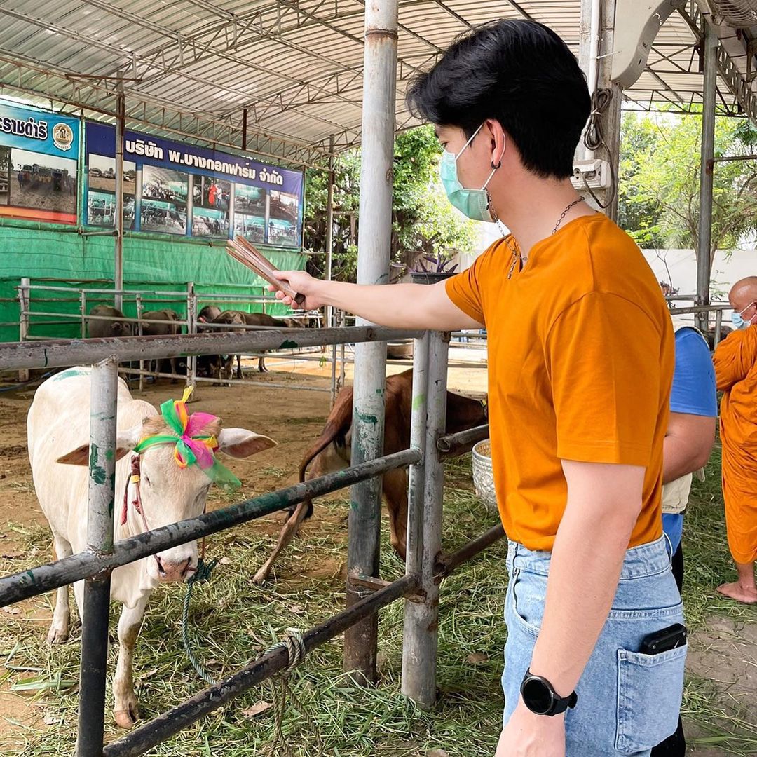 นิว วงศกร พรมน้ำมนต์ให้วัวที่ได้รับการไถ่ชีวิต